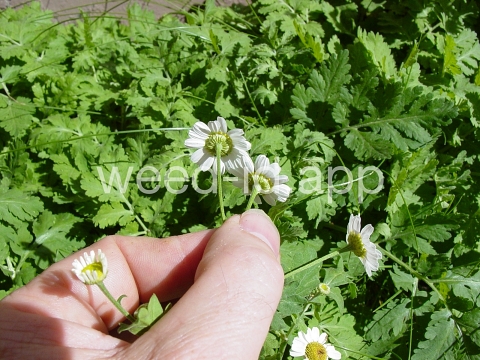 feverfew